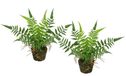 Kunstbosvaren Boston Kunstbosvaren in pot, 23 cm, set van 2