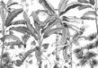 Komar Fotobehang - Croissances Monochrome 400x280cm - Vliesbehang
