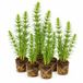 vdvelde.com - Lidsteng 12 planten - Ferme