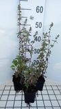 Groendecor Tuinarchitectuur 6x Herbe à chat - Nepeta cataria 'Citriodora' | pot de 9x9 cm