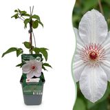 Green boutiQ - 4x Clematis Miss Bateman - Bosrank - Wit - Klimplant - Ø9cm - 35cm