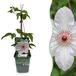 Green boutiQ - 4x Clematis Miss Bateman - Bosrank - Wit - Klimplant - Ø9cm - 35cm