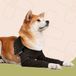 Suitical Dubbele Herstel Mouwen Hond Zwart XL