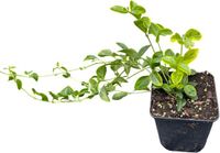 GRDplanten Groendecor Tuinarchitectuur 12x Kleine Maagdenpalm - Vinca minor 'Aureovariegata' | 9x9 cm pot
