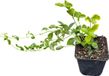GRDplanten Groendecor Tuinarchitectuur 12x Kleine Maagdenpalm - Vinca minor 'Aureovariegata' | 9x9 cm pot