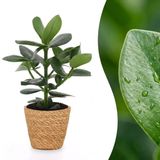 Green boutiQ Clusia Princess - Clusia - 1 Plant - Groen - Pot 12cm - Hoogte 40cm