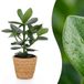 Green boutiQ Clusia Princess - Clusia - 1 Plant - Groen - Pot 12cm - Hoogte 40cm