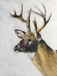 James Coates Herten kaart wenskaart met hert schilderij A5 formaat