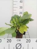 GRDplanten Groendecor Tuinarchitectuur 6x Schoenlappersplant - Bergenia cordifolia | 9x9 cm pot