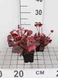 GRDplanten Groendecor Tuinarchitectuur 6x Damastbloem - Heuchera hybr. 'Autumn Leaves' | 9x9 cm pot