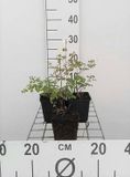 GRDplanten Groendecor Tuinarchitectuur 6x Chinses Ruit - Thalictrum delavayi | 9x9 cm pot