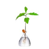 Maveite Eikelboom groeiende vaas eikelzaad ontkiemen starter plantenbak kit hydrocultuur terraria pot deco glazen voortplanting vazen tuinieren kerstcadeaus voor haar hem