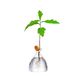 Maveite Eikelboom groeiende vaas eikelzaad ontkiemen starter plantenbak kit hydrocultuur terraria pot deco glazen voortplanting vazen tuinieren kerstcadeaus voor haar hem