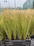 Vedergras 6x Stipa tenuifolia | 9x9 cm pot