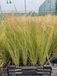Vedergras 6x Stipa tenuifolia | 9x9 cm pot