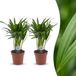 Green boutiQ Areca Lutescens Goudpalm - 2 Planten - Pot 12cm - Hoogte 45cm