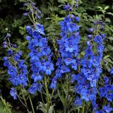 Arborix Delphinium 6 x Delphinium 'Blue Bird' - Ridderspoor Pot 9x9 cm - Hemelsblauwe Bloemen
