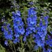 Arborix Delphinium 6 x Delphinium 'Blue Bird' - Ridderspoor Pot 9x9 cm - Hemelsblauwe Bloemen
