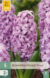 Jub Hyacinthus purple voice 5st JUB