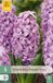 Jub Hyacinthus purple voice 5st JUB