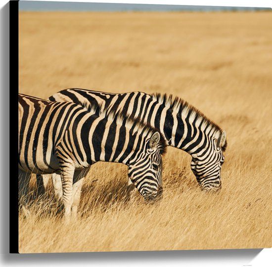 Merkloos / Sans marque Canvas Zebra Duo in Droog Gras Landschap - 60x60 cm - Wanddecoratie