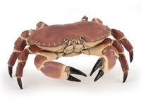 Papo Krab 56047
