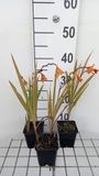 GRDplanten Groendecor Tuinarchitectuur 6x Montbretia - Crocosmia hybr. 'Emily Mckenzie' | 9x9 cm pot