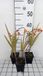 GRDplanten Groendecor Tuinarchitectuur 6x Montbretia - Crocosmia hybr. 'Emily Mckenzie' | 9x9 cm pot