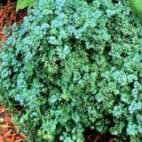 Arborix Ruta Graveolens 'Jackman's Blue' 6 x Wijnruit pot 9x9cm - Kruid met blauwachtig gebladerte