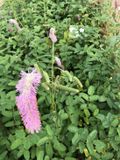 GRDplanten Pimpernel 3x Sanguisorba hybr. 'Pink Brushes' | 9x9 cm pot