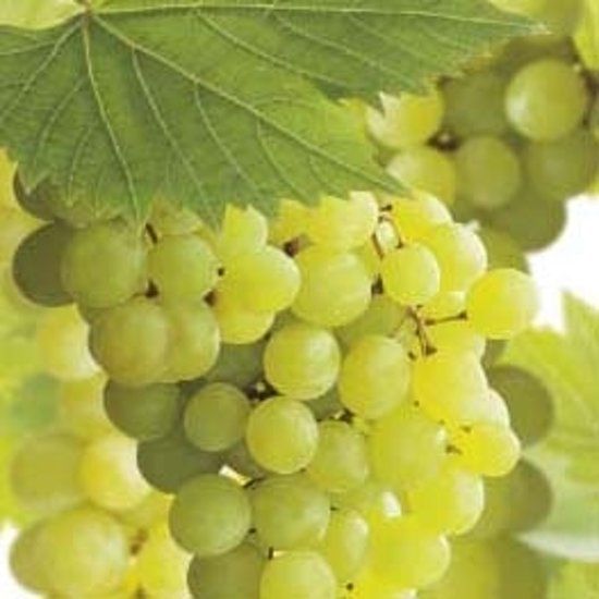 Fruithof Vitis vinifera Bianca