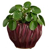 Mica Decorations Planten / bloempot Thom - bordeaux rood - keramiek - 17 x 22 cm