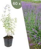 Plants by Frank | 60 kattenkruid planten | Nepeta 'Walker's Low' | Winterharde bodembedekker planten | tuinplanten | Winterharde vaste planten meerjarig | Winterharde tuinplanten