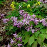 Arborix 6 x Epimedium Grandiflorum 'Lilafee' - Elfenbloem pot 9x9cm