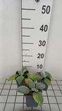 GRDplanten Groendecor Tuinarchitectuur 6x Struiksalie - Salvia argentea | 9x9 cm pot