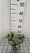 GRDplanten Groendecor Tuinarchitectuur 6x Struiksalie - Salvia argentea | 9x9 cm pot
