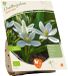 Baltus Ornithogalum White Trophy BIO 10 stuks bloembollen