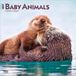 Baby BrownTrout Publishers Baby Animals 2027 16-Monatskalender