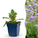 Plantenboetiek.nl | Scabiosa col. Butterfly Blue - Duifkruid - Bijen en Vlinderlokkers - Paars - 6 Planten - Ø11cm - 15-25cm hoog - Tuinplant