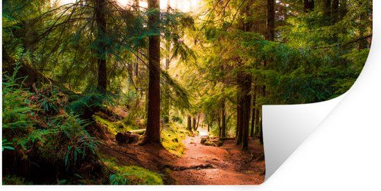 StickerSnake Muursticker - Bos - Pad - Bomen - Groen - Zon - Natuur - 80x40 cm