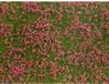 Noch 07257 Bodembedekker Landschap bouw Rood