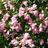 Arborix Escallonia Escallonia 'Apple Blossom' - 40-50cm in pot
