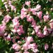 Arborix Escallonia Escallonia 'Apple Blossom' - 40-50cm in pot