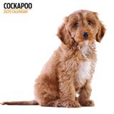 Magnet & Steel Cockapoo Kalender 2025 Wandkalender