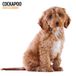 Magnet & Steel Cockapoo Kalender 2025 Wandkalender