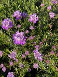 GRDplanten Iberis semp. 'Absolutely Amethyst' 6x Scheefbloem | 9x9 cm pot