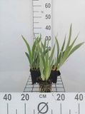 GRDplanten Groendecor Tuinarchitectuur 6x Dwergbaardiris - Iris (pum.) 'Bright White' | 9x9 cm pot