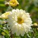 Bol 6x Chrysanthemum hybrida 'Poesie' Pot 9x9cm - Magnifiques fleurs pour votre jardin