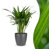 Green boutiQ Areca Lutescens Goudpalm Kamerplant - 45cm Hoog - Pot 12cm - Groen