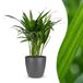 Green boutiQ Areca Lutescens Goudpalm Kamerplant - 45cm Hoog - Pot 12cm - Groen